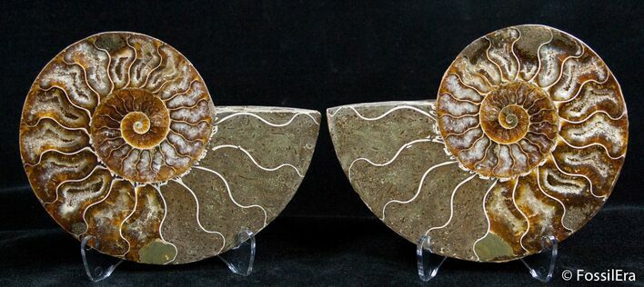Inch Split Ammonite Pair #2636